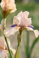Iris 'Concertina', un iris barbu intermédiaire avec de petites fleurs roses doux ébouriffées et des barbes bleu-violet contrastantes. Fleurs en juin.