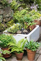 Un jardin pot avec des pots en terre cuite et un évier recyclé planté d'hostas et de fougères.