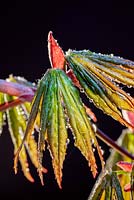 Acer palmatum 'Trompenburg' - Feuilles émergentes