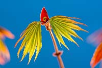 Acer palmatum 'Trompenburg' - Feuilles émergentes