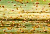 Puccinia allii - Rouille du poireau sur les feuilles d'ail