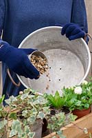 Étape 2. Versez du gravier sur les trous de drainage. Planter une vieille casserole en aluminium au début du printemps.