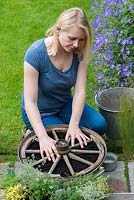 Étape 5. Disposez les différentes variétés de thym sur la roue.: Placez la roue récupérée sur le compost. Planter une roue de thym dans un pot pas à pas.