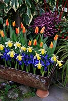 Trois variétés de bulbes à fleurs de printemps alignées dans un tiroir de rangement en métal bien vieilli. Tulipa 'Giuseppe Verdi', Narcissus 'Topolino' et Iris 'Harmony' sur fond de conifères d'hiver et de tiges de cornouiller rouges.