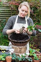 Planter un panier suspendu pour l'hiver et le début du printemps. Taquinez les racines lâches au bas de la motte racinaire.