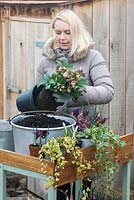 Planter un affichage de fin d'hiver dans une casserole de conservation en métal. Plantez d'abord la plante la plus haute, l'hellébore.