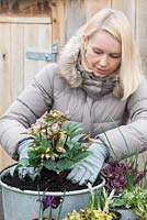 Étape 5. Plantez l'hellébore au centre du pot. Plantez un étalage de fin d'hiver dans une casserole de conservation en métal.