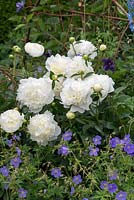 Paeonia lactiflora 'Duchesse de Nemours', une pivoine herbacée blanche soutenue par un cadre en saule tissé, fleurissant en juin. '