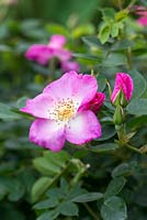 Rosa 'Violet Cloud', une petite rose de patio qui fleurit continuellement et porte de petites fleurs roses simples.