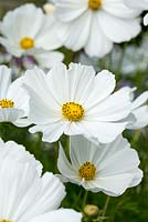 Cosmos bipinnatus 'Pureté', bisannuel avec des masses de fleurs blanches à partir de juin.