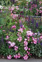 Le Harrods British Eccentics Garden, RHS Chelsea Flower Show. Rosa 'Ballerina' plantée dans un parterre de fleurs vivaces. Concepteur: Diarmuid Gavin. Commanditaire: Harrods.