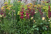 Un parterre de fleurs mélangé avec Penstemon, Achillea, Rosa, Pennisetum et Digitalis. Jardin du 80e anniversaire de Squires conçu par Catherine Macdonald.