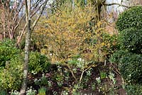 Hamamelis x intermedia 'Barmstedt Gold', un arbuste à feuilles caduques, qui produit des fleurs jaune d'or parfumées en hiver