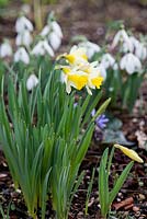Narcisse 'Topolino', une petite jonquille trompette précoce, fleurissant en février et mars. Derrière, perce-neige