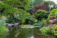 Une piscine avec terrasse en bois, bordée de gunnera, rheum, conifères, acers et iris.
