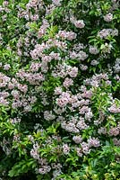 Kalmia latifolia, laurier de montagne, un arbuste à feuillage persistant de taille moyenne avec des feuilles vert foncé brillant et de grandes grappes de fleurs roses.