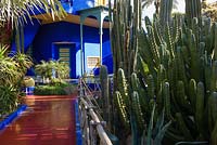 Cactus à côté d'un chemin menant à la villa-studio du Jardin Majorelle. Créé par Jacques Majorelle et développé par Yves Saint Laurent et Pierre Bergé, Marrakech, Maroc