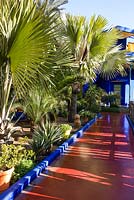 Palmiers à côté d'un chemin menant à la villa-studio du Jardin Majorelle. Créé par Jacques Majorelle et développé par Yves Saint Laurent et Pierre Bergé, Marrakech, Maroc