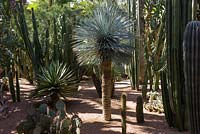 Cactus au Jardin Majorelle. Créé par Jacques Majorelle et développé par Yves Saint Laurent et Pierre Bergé, Marrakech, Maroc