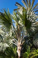 Bismarckia nobilis et autres palmiers du Jardin Majorelle. Créé par Jacques Majorelle et développé par Yves Saint Laurent et Pierre Bergé, Marrakech, Maroc
