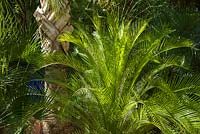 Palmiers - Phoenix dans le Jardin Majorelle. Créé par Jacques Majorelle et développé par Yves Saint Laurent et Pierre Berg, Marrakech, Maroc