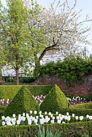 Un jardin clos formel avec boîte topiaire et parterres plantés de Tulipa 'Clearwater' en premier plan