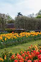 Un jardin clos et un parterre de sources chaudes avec Tulipa 'Olympic Flame', 'Blushing Apeldoorn', 'Golden Apeldoorn' entouré de jacinthes de raisin.