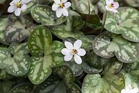Hepatica nobilis var. pubescens, vivace à feuilles persistantes à feuilles lobées, marbrées et à fleurs blanches, de mars à avril.