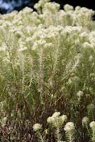 Adenanthos sericeus, Woolly Bush, petit arbuste originaire d'Australie au feuillage gris et vert recouvert de poils blancs doux.
