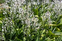 Arthropodium cirratum, Renga Renga Lily, un parterre de plantes herbacées vivaces touffues avec de larges feuilles à lanières et des fleurs de lys blanc.