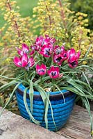 Tulipa hageri 'Little Beauty' dans un pot en céramique bleu.