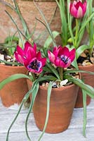Pots en terre cuite plantés de Tulipa hageri 'Little Beauty '.
