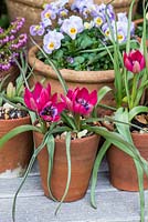Pots en terre cuite plantés de Tulipa hageri 'Little Beauty', d'alto et de bruyère.