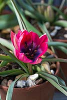 Un pot en terre cuite planté de Tulipa hageri 'Little Beauty '.