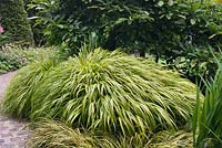 Hakonechloa macra 'Aureola' et Carex 'Evergold' avec chemin de pavés de briques - juin