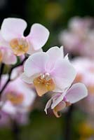 Phalaenopsis 'Brother Little Amaglad' - Orchidées papillon