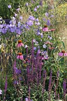 Campanula persicifolia, Echinacea purpurea et Salvia 'Caradonna' en parterre de fleurs - juillet, Tatton Park RHS Flower Show 2014