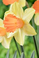 Narcisse 'Chatouillé Pinkeen '. Jonquille Div. 2. Les grands pétales de Perianth en coupe se fanent du jaune au blanc à mesure que la fleur vieillit. Avril