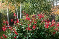 Salvia roemeriana - sauge naine à fleurs cramoisies avec Betula utilis var. jacquemontii 'Doorenbos' - bouleau de l'Himalaya