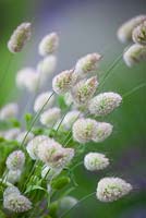 Lagurus ovatus. Bunnytail, Hare ' s-tail grass