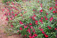 Salvia 'Jezebel' avec Salix purpurea 'Nancy Saunders' - Saule Osier Violet