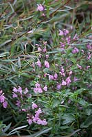 Salvia jamensis 'Peter Vidgeon' avec Salix purpurea 'Nancy Saunders' - Saule Osier Violet