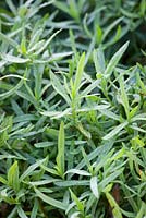 Artemisia dracunculus - estragon français