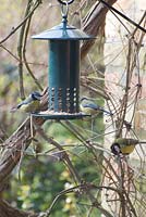 Mésanges bleues - Cyanistes caeruleus et Mésange charbonnière - Parus major mangeant des graines d'une mangeoire pour oiseaux à l'épreuve des écureuils en hiver. Gowan Cottage