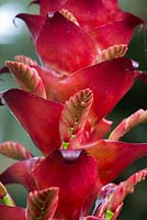 Alcantarea imperialis rubra, détails d'une tige de fleur rouge écarlate avec des boutons floraux émergents.