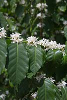Coffea arabica, arbustes à feuilles vertes brillantes et masses de grappes de petites fleurs blanches poussant sur la longueur de chaque tige.