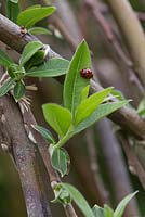 Coccinelle arlequin f. succinea sur les nouvelles feuilles de saule