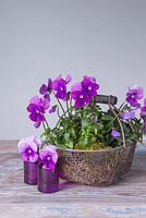 Corbeille en fil de violes plantée en mousse et aussi en vases en verre violet