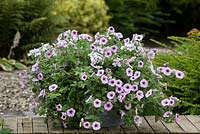 Pots d'été - Geranium Supreme White, Lavender Bandera, Petunia Shockwave Pink Vein, Bacopa Abunda Colossal Blue