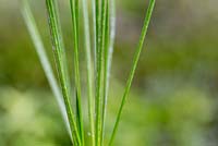 Allium nutans - Ciboulette sibérienne